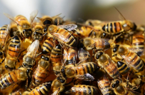Man killed after a swarm of honey bees attacks him Man killed after a swarm of honey bees attacks him