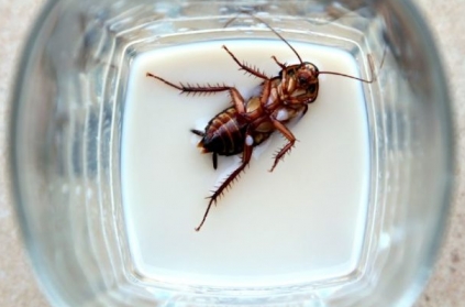 Cockroach milk is now a superfood beneficial for humans