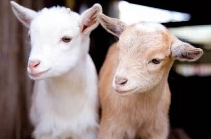 Goats like to see humans smile, says study