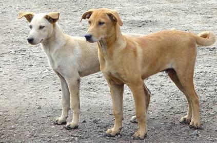 Ahmedabad - Man bites two girls due to barking dog Ahmedabad - Man bites two girls due to barking dog