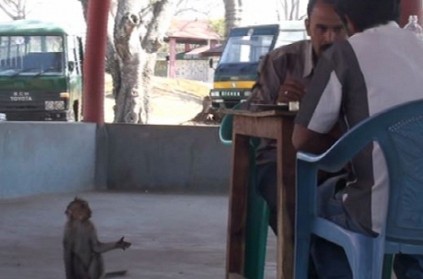 Amazing! Monkeys at Bandipur learn to beg for food