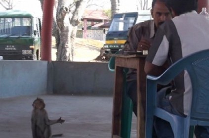 Bonnet macaques at Bandipur Tiger Reserve learn to beg for food