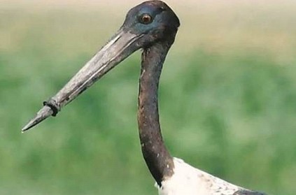 Stork struggles with plastic ring around beak for a week, rescued in Delhi