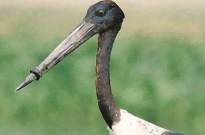 Stork unable to eat with plastic ring around beak, rescued in Delhi