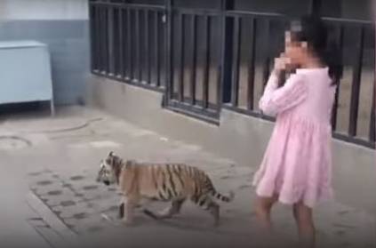 9 year old chinese girl goes for a stroll with a Tiger Cub Viral Video