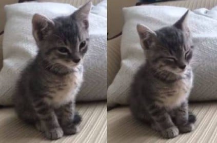 Adorable Kitten Struggles to Stay Awake Video Goes Viral