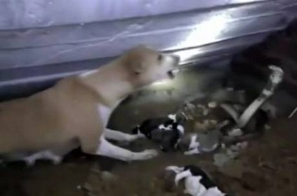fierce fight between cobra and dog to save puppies