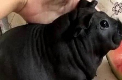 Man Adopts Dog but It Turns Out To Be A Rat
