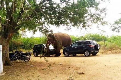new update about elephant chinnathambi photo goes viral