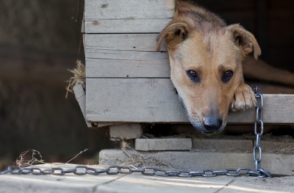 Shocking: Dog locked in hot sun for 5 days in balcony in Chennai