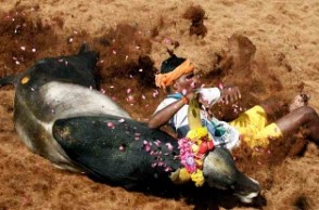 “Bulls were tortured during Jallikattu”: PETA