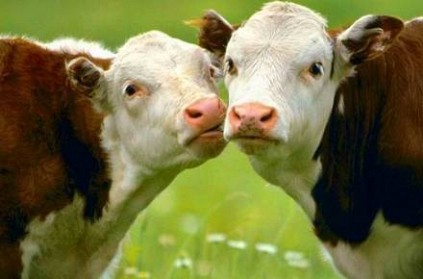 Tudder - Dating app developed for cows to find match Tudder - Dating app developed for cows to find match