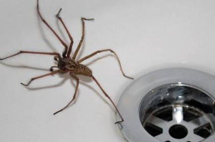 Australia - Man screaming at spider invites police to come