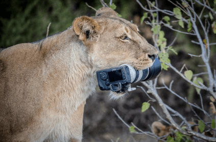Lioness steals photographer\'s camera and gives it to her cubs