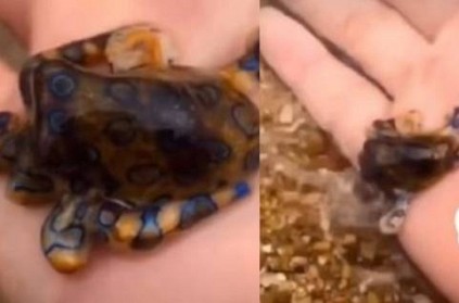 Unaware tourist holds worlds venomous octopus-Video will raise anxiety